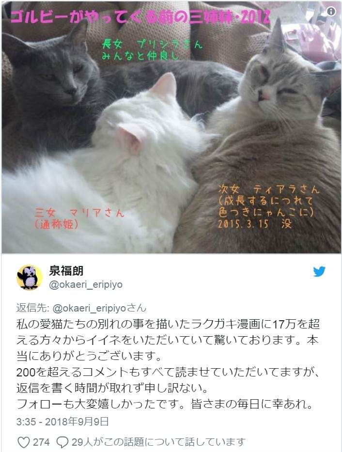 有洋蔥《貓的感情》常被誤解為冷酷的貓咪　或許比人類還重感情..