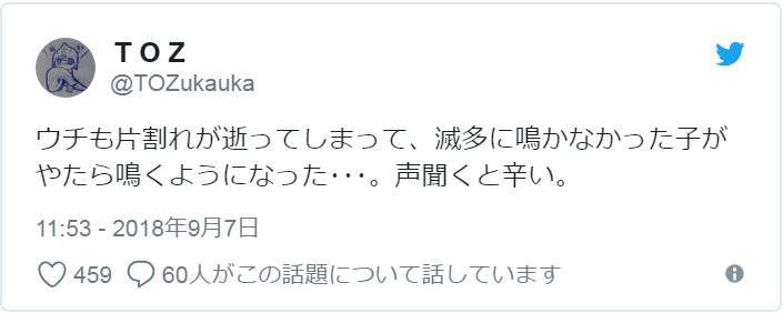 有洋蔥《貓的感情》常被誤解為冷酷的貓咪　或許比人類還重感情..