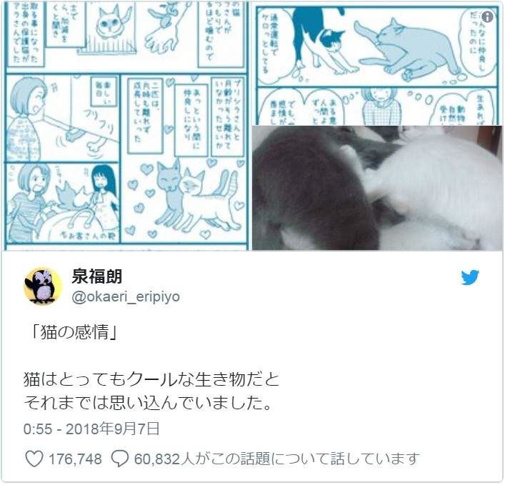 有洋蔥《貓的感情》常被誤解為冷酷的貓咪　或許比人類還重感情..