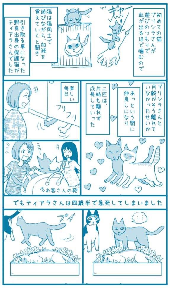 有洋蔥《貓的感情》常被誤解為冷酷的貓咪　或許比人類還重感情..