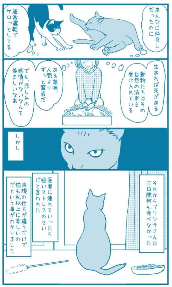 有洋蔥《貓的感情》常被誤解為冷酷的貓咪　或許比人類還重感情..