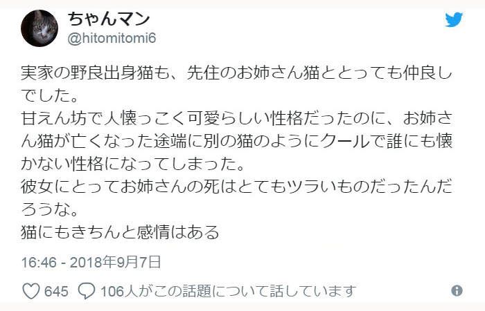 有洋蔥《貓的感情》常被誤解為冷酷的貓咪　或許比人類還重感情..