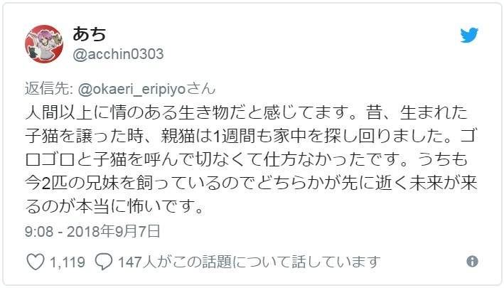 有洋蔥《貓的感情》常被誤解為冷酷的貓咪　或許比人類還重感情..