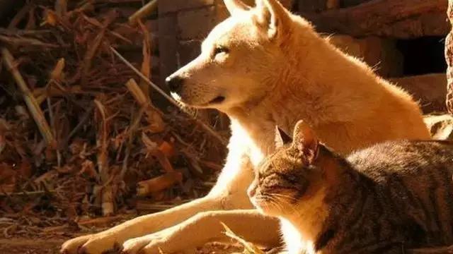 八類動物不能吃，不可殺！