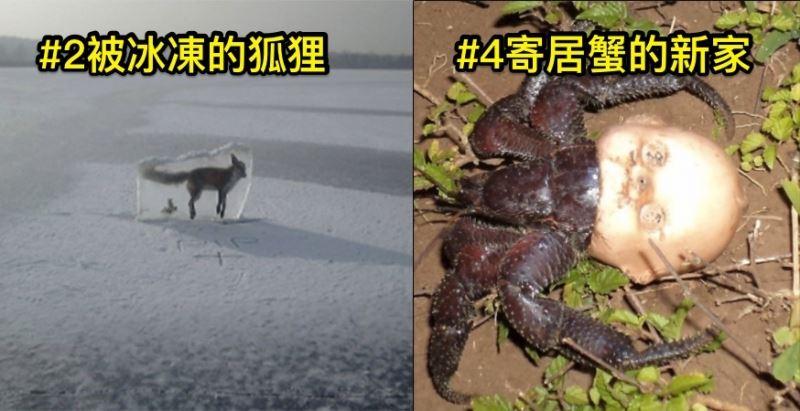 8張「只要惹到大自然絕對沒好事」極不安驚悚照片#6這是人投胎成魚嗎...