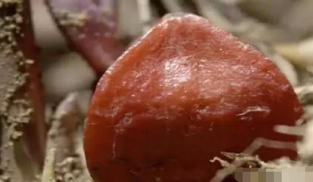 世界上最甜的水果，是甘蔗的3000倍，咬一口甜掉牙，你敢吃嗎