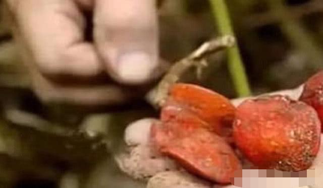 世界上最甜的水果，是甘蔗的3000倍，咬一口甜掉牙，你敢吃嗎
