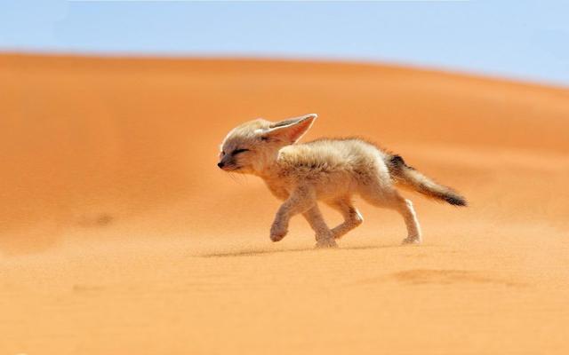 17個稀有物種，網友：很難相信大自然創造了這樣的動物！
