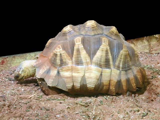 17個稀有物種，網友：很難相信大自然創造了這樣的動物！