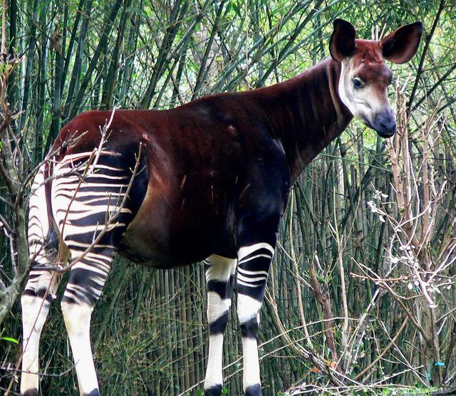 17個稀有物種，網友：很難相信大自然創造了這樣的動物！