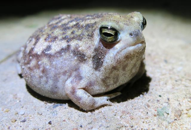 17個稀有物種，網友：很難相信大自然創造了這樣的動物！