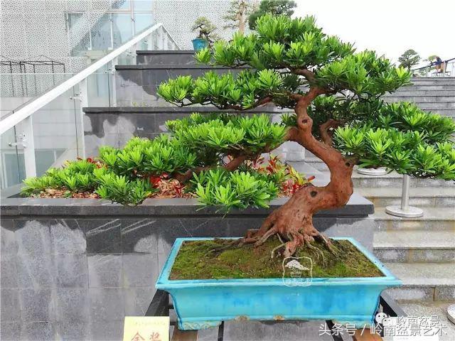 玩盆景的四大作風~~