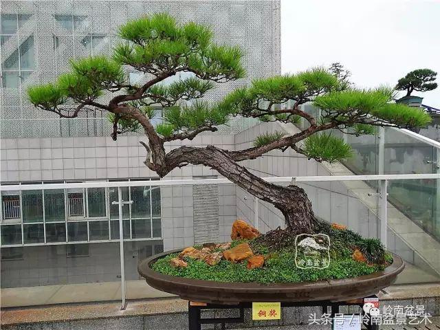 玩盆景的四大作風~~