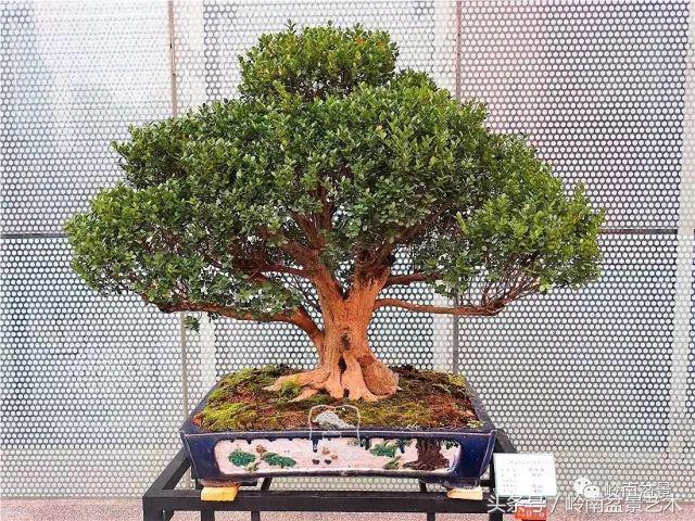 玩盆景的四大作風~~