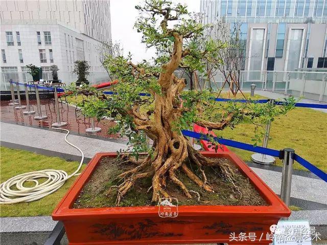 玩盆景的四大作風~~