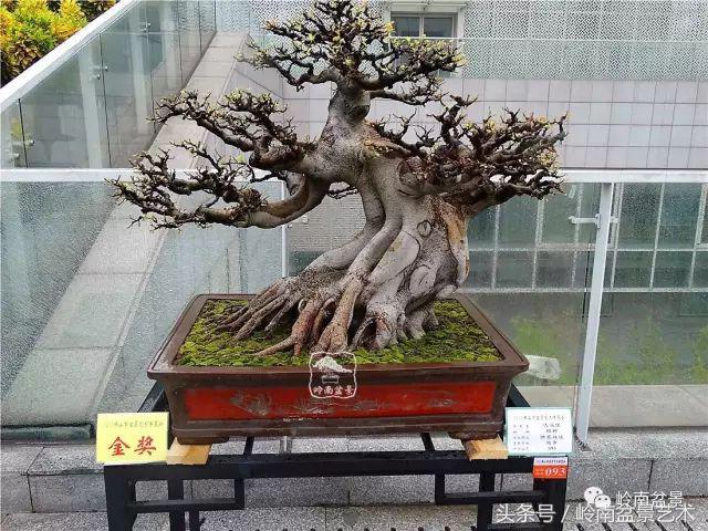 玩盆景的四大作風~~