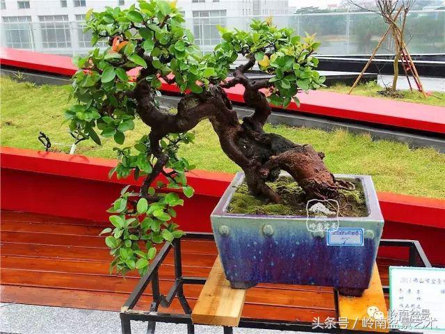 玩盆景的四大作風~~