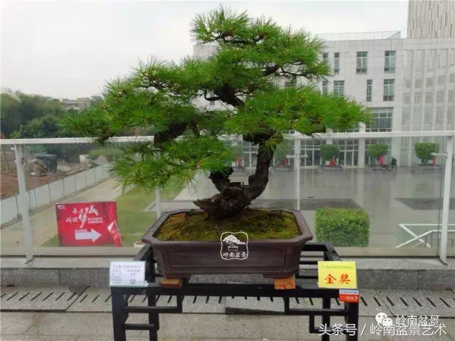 玩盆景的四大作風~~
