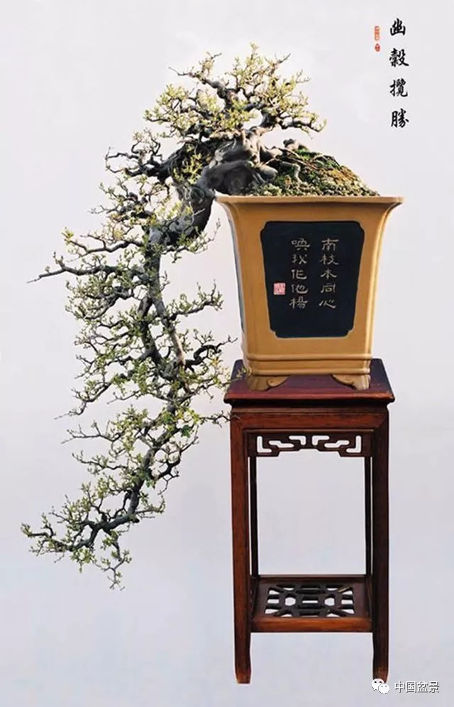 懸崖式盆景的樹形設計及製作 