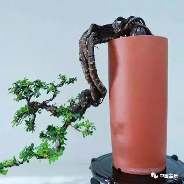 懸崖式盆景的樹形設計及製作 