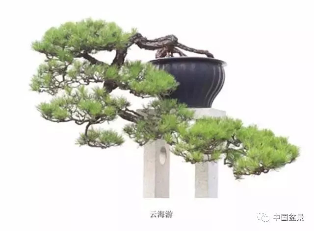 懸崖式盆景的樹形設計及製作 