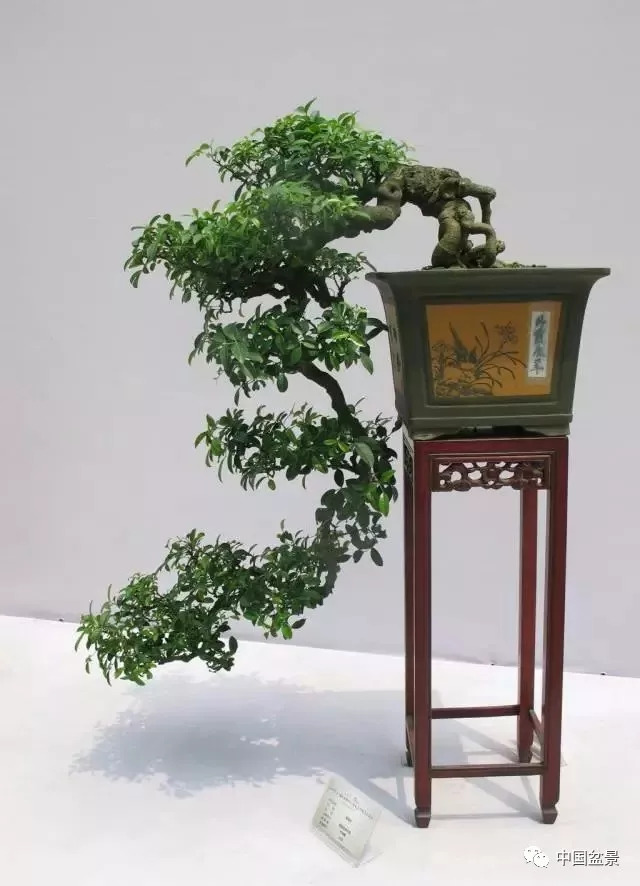 懸崖式盆景的樹形設計及製作 