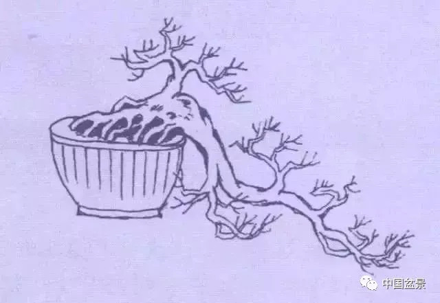 懸崖式盆景的樹形設計及製作 