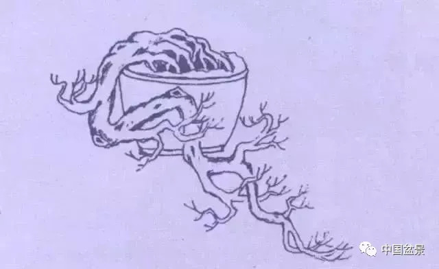 懸崖式盆景的樹形設計及製作 