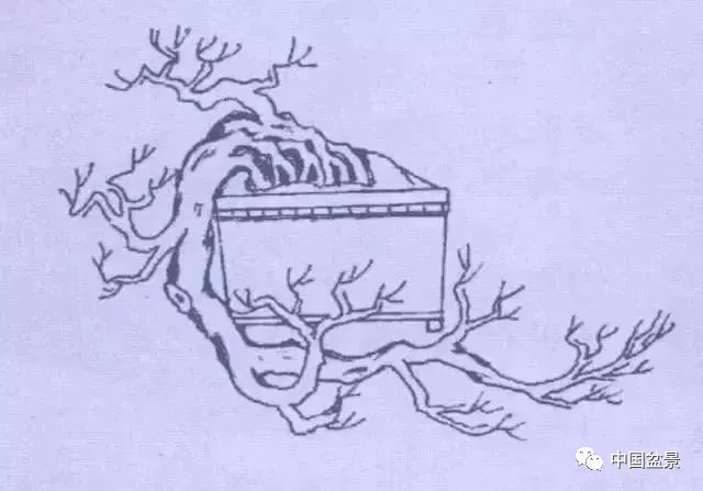 懸崖式盆景的樹形設計及製作 