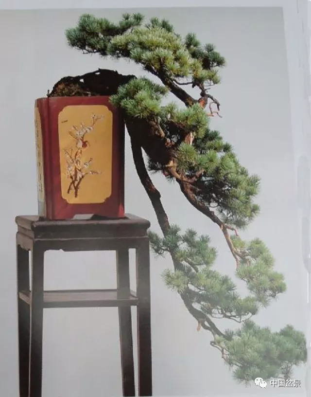 懸崖式盆景的樹形設計及製作 