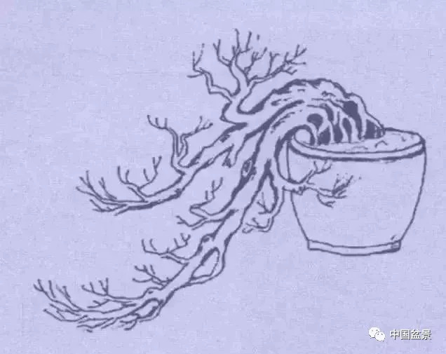 懸崖式盆景的樹形設計及製作 