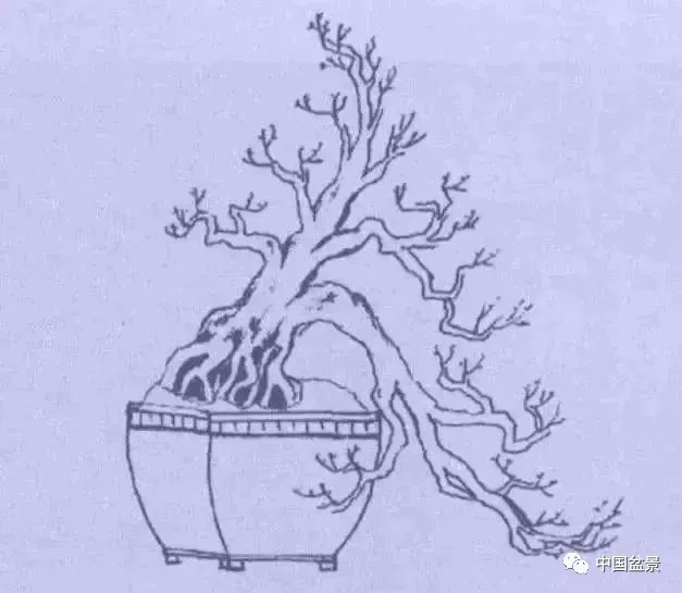 懸崖式盆景的樹形設計及製作 