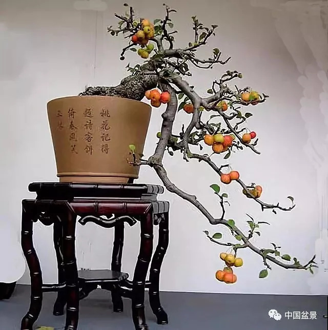 懸崖式盆景的樹形設計及製作 