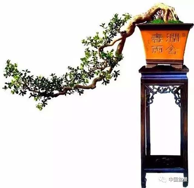 懸崖式盆景的樹形設計及製作 