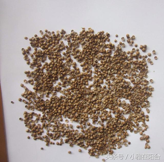 種香菜長得慢，試試這一小方法，一個多月就能吃，綠油油的真旺盛