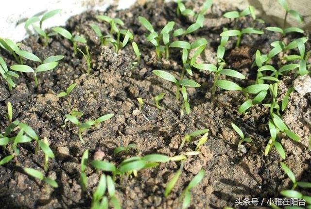 種香菜長得慢，試試這一小方法，一個多月就能吃，綠油油的真旺盛