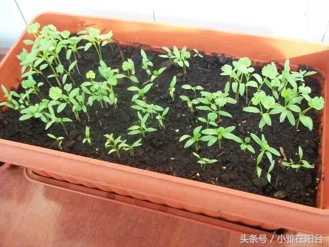 種香菜長得慢，試試這一小方法，一個多月就能吃，綠油油的真旺盛
