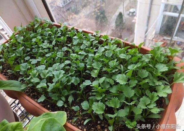 種香菜長得慢，試試這一小方法，一個多月就能吃，綠油油的真旺盛