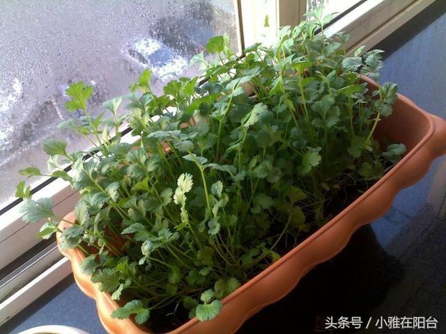 種香菜長得慢，試試這一小方法，一個多月就能吃，綠油油的真旺盛