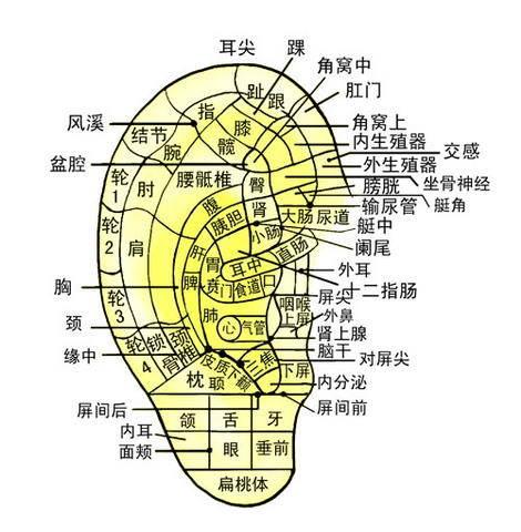 身體上的疾病，每天這樣揉揉耳朵就能緩解！建議收藏