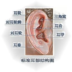 身體上的疾病，每天這樣揉揉耳朵就能緩解！建議收藏
