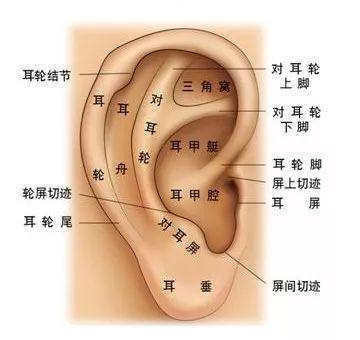 每天按耳朵的效果，居然能媲美刮痧、艾灸？耳部按摩手法學起來！