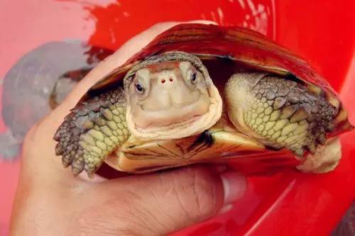 八大靈性動物，不可殺，不可食！報應很深！一定要警惕！