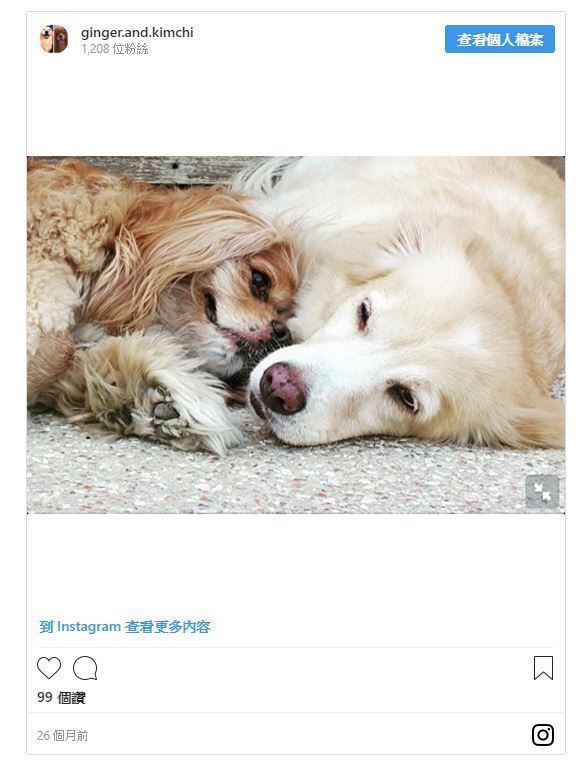 13歲老汪全盲「暖金耐心陪它下樓梯」　走一步停一步：讓我當你的眼睛...