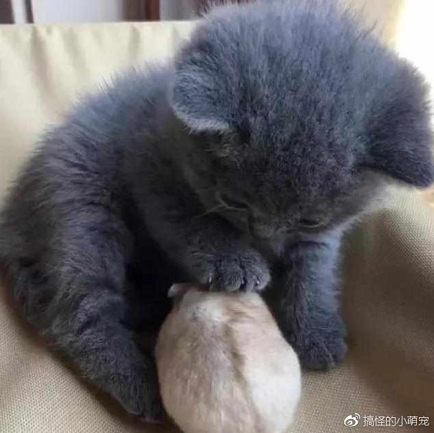主人給小奶貓買了小倉鼠，過了一個小時後，主人：你能把鼠還我嗎