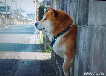 5個狗狗的小秘密，讓你更懂你家毛孩子
