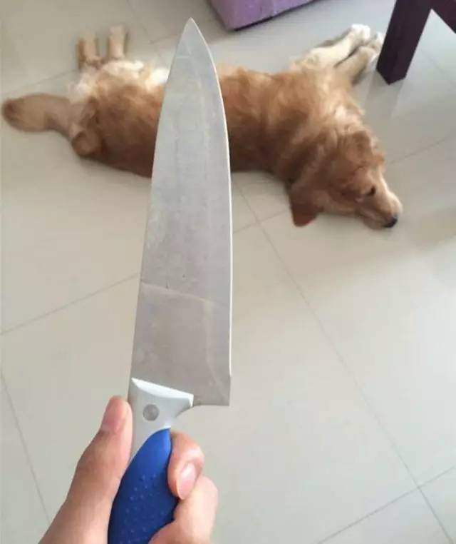 主人操刀追殺撕家後的金毛，那貨委屈的快哭了……