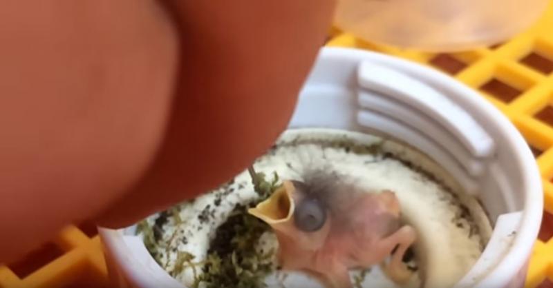 生命會自己找尋出路！ 他細心照料經重擊又沒鳥媽媽照顧的蛋 竟然孵化出如此稀有的鳥……