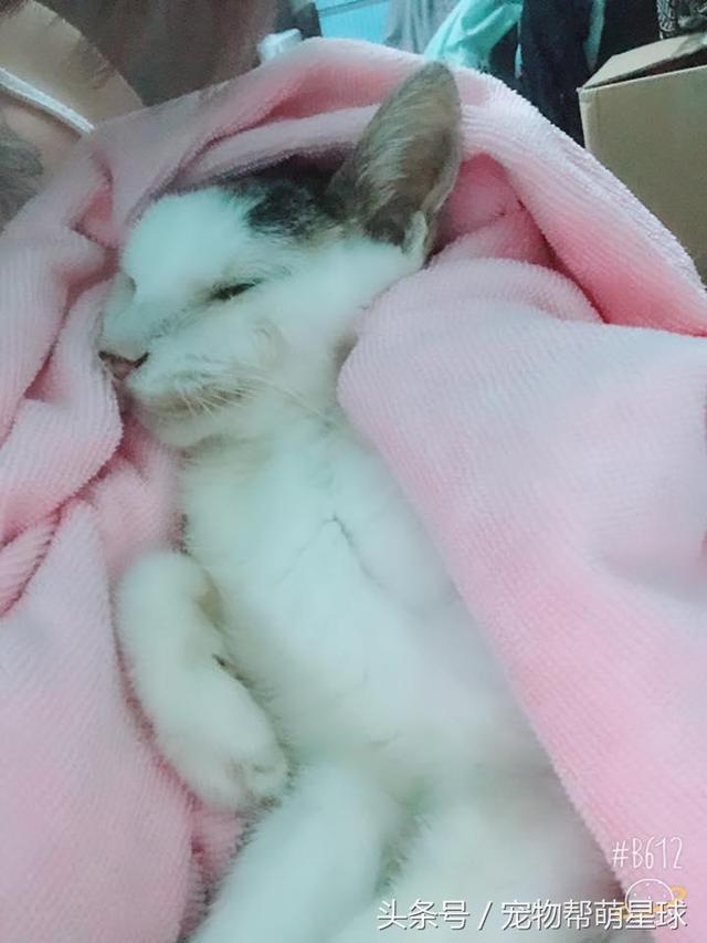  最後的告別，22歲老貓臨終前流淚：媽媽，我捨不得……