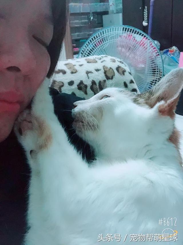  最後的告別，22歲老貓臨終前流淚：媽媽，我捨不得……